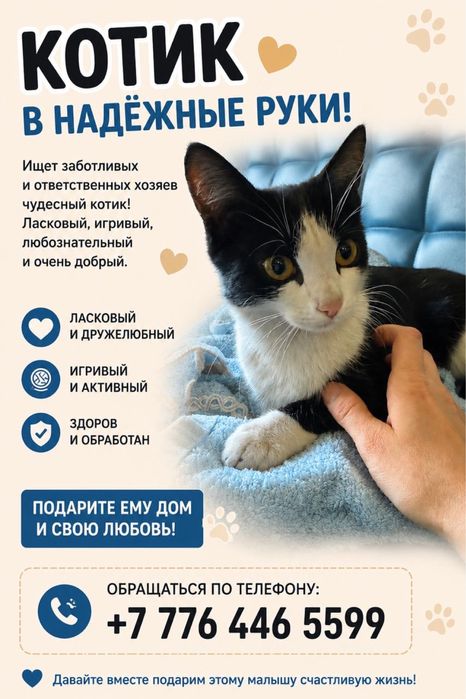 Отдам котенка бесплатно