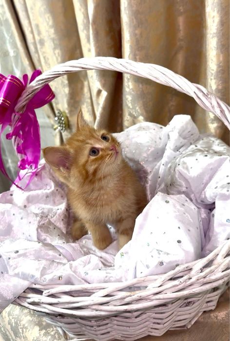 Кошка 2 месячная продам за 150к сами заберете напишите в тг если что