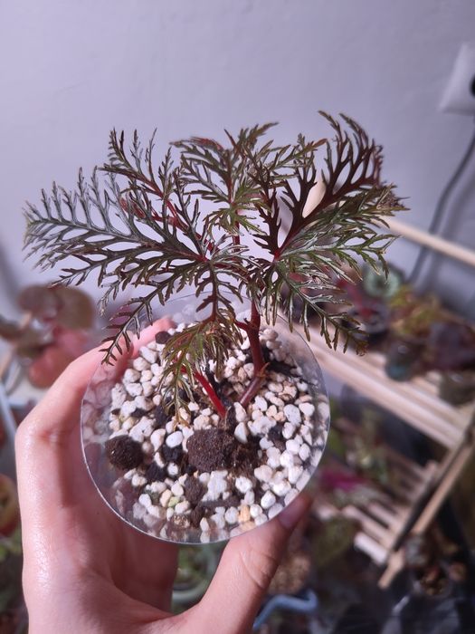 Бегония bipinnatifida