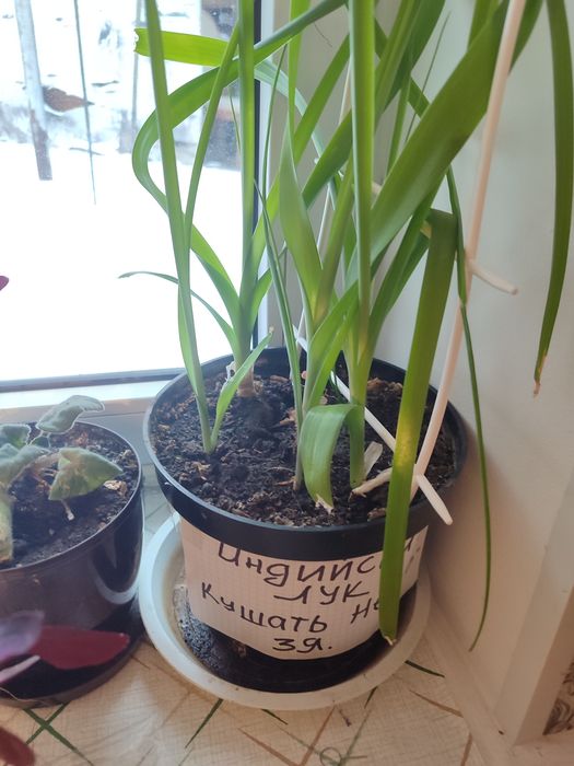 Продам индийский лук