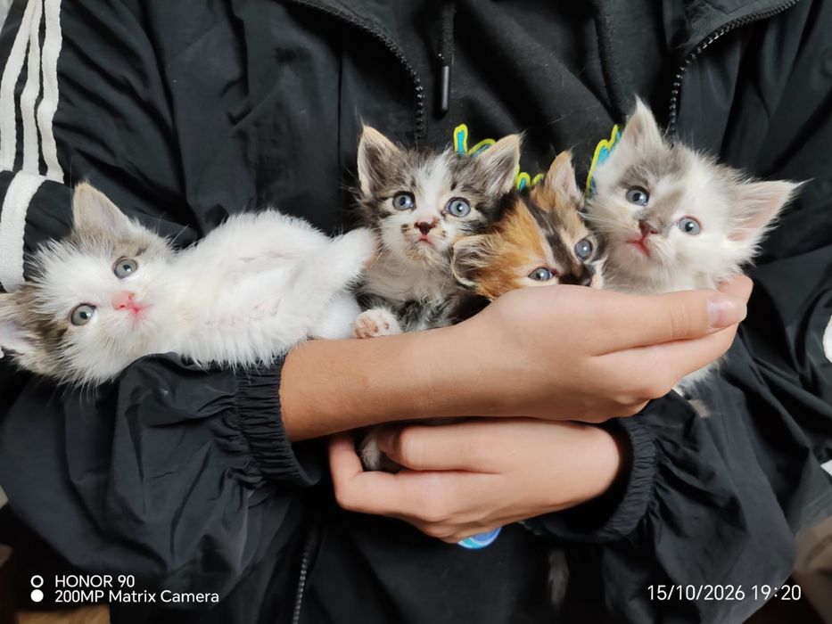 Котята красивые