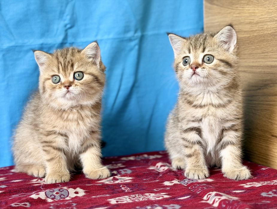 Золотая шиншилла. Мальчики