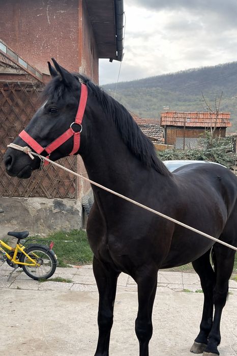 De vânzare mânz negru – frumos și sănătos 
Se vinde mânz negru, foarte bine dezvoltat, cu aspect deosebit și blană lucioasă.
Calul este îngrijit,