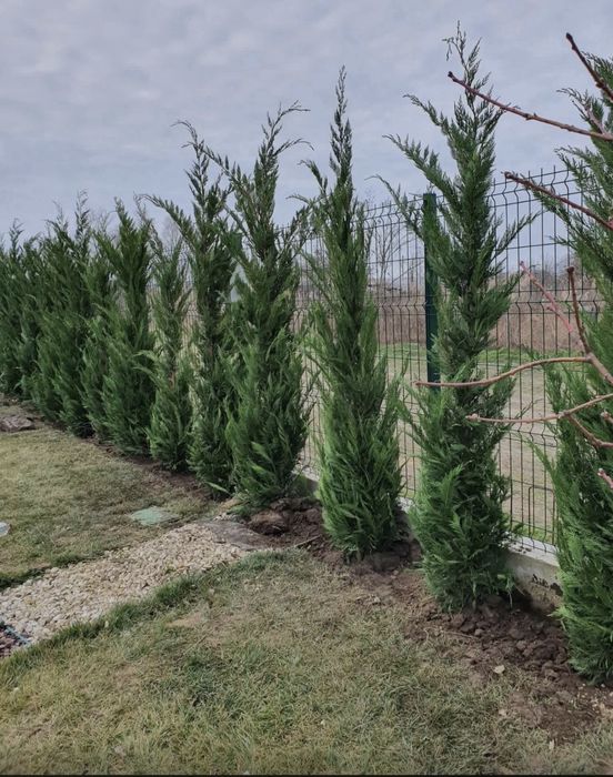 Plante ornamentale