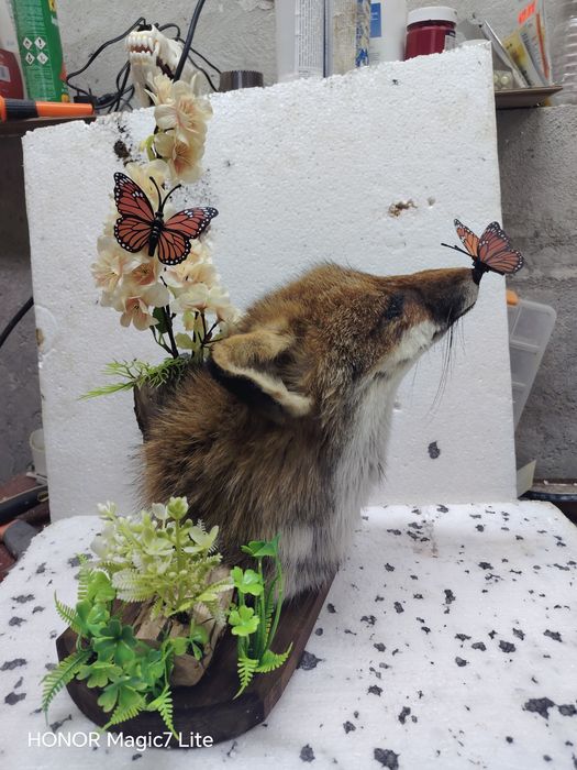 Препарирана лисица