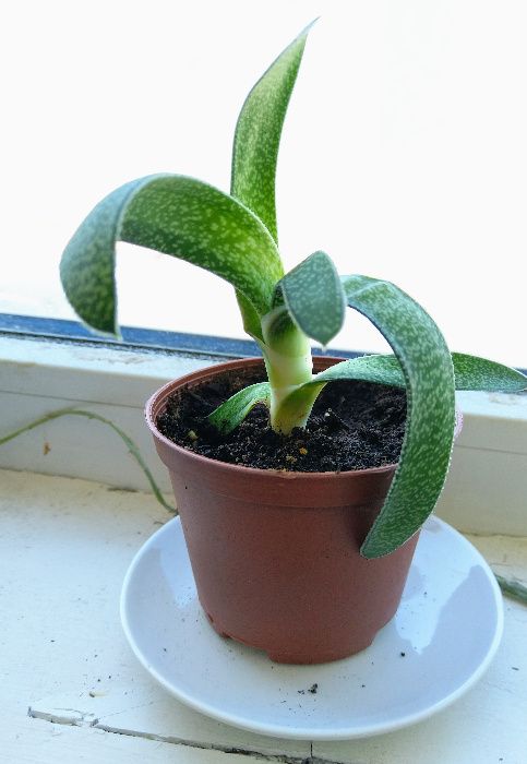 Gasteria carinata var. verrucosa - вкоренени издънки