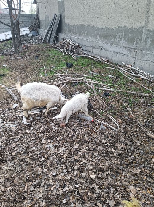 Эчки сотилади эна бола