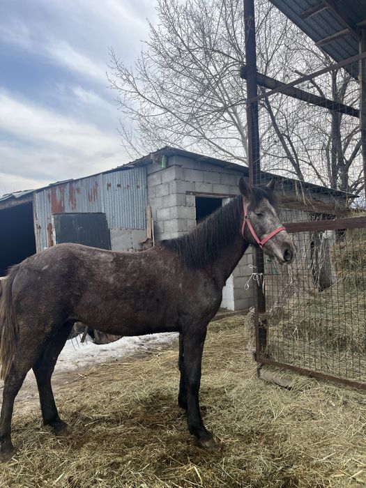 Жеребец обмен продажа