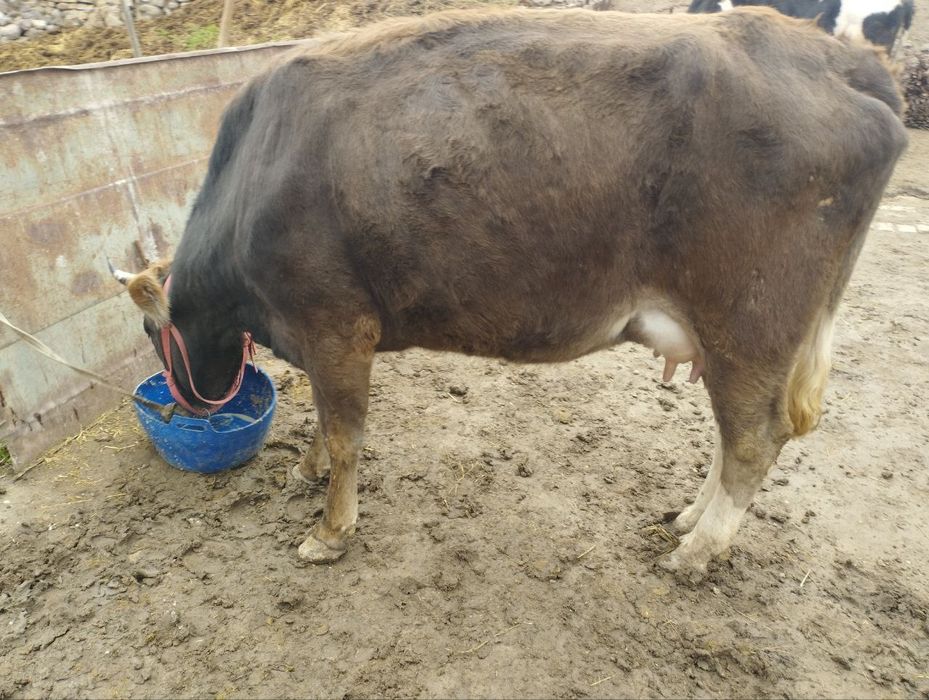 Shvet ona bola sigir sotiladi