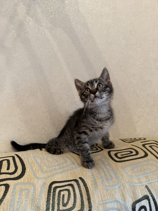 Милые, ласковые котята