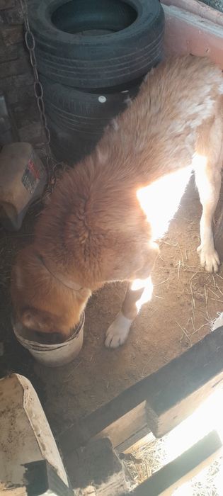 Ит сатыладв 2 жасар