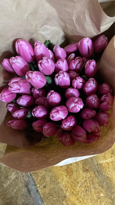 Оптовая продажа тюльпанов