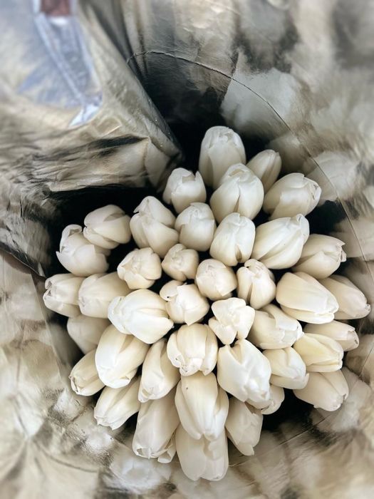 Продаем тюльпаны  оптом