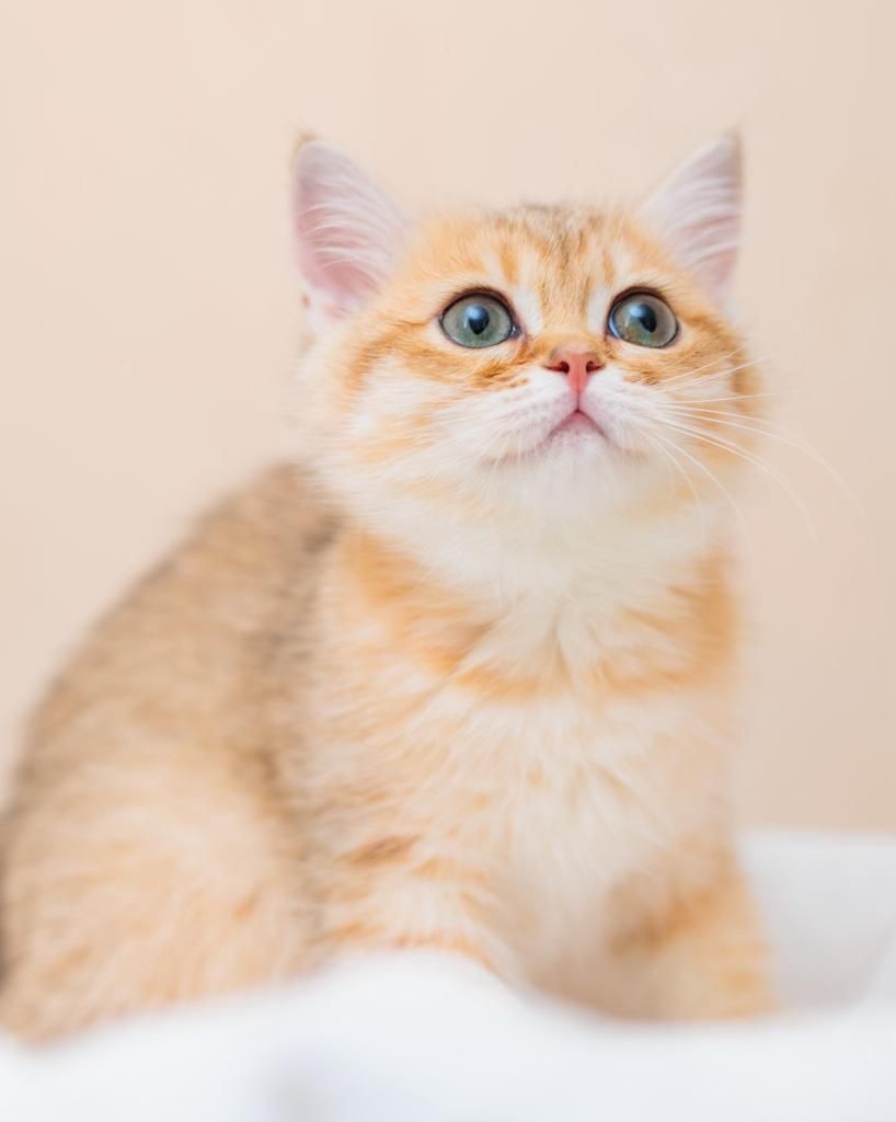 Британская золотая шиншилла - описание - Carand'ache cats