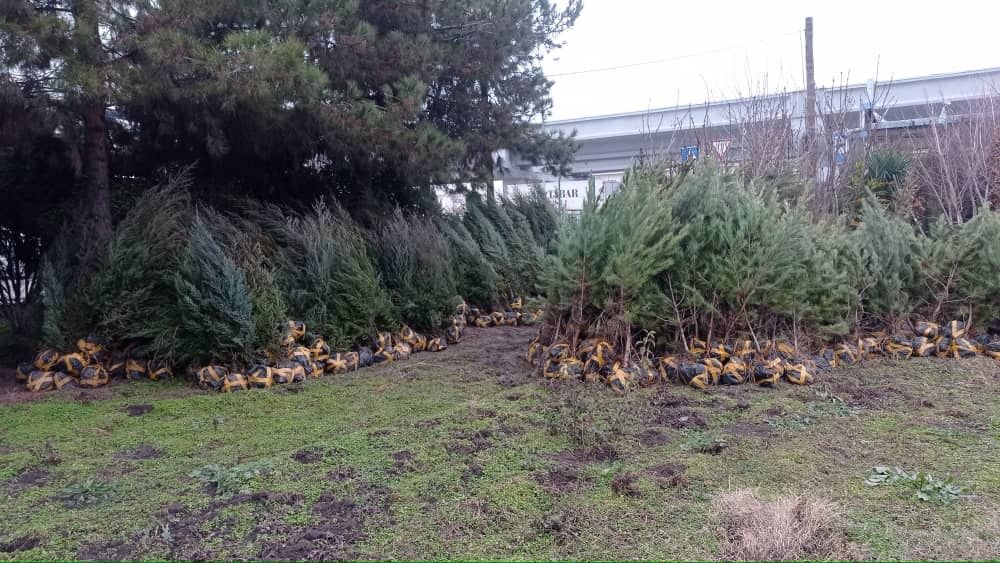 Арча ва декаратив кучатлар ва хар хил гуллар