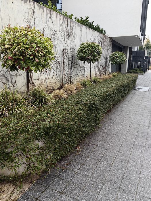 Всичко за озеленяването