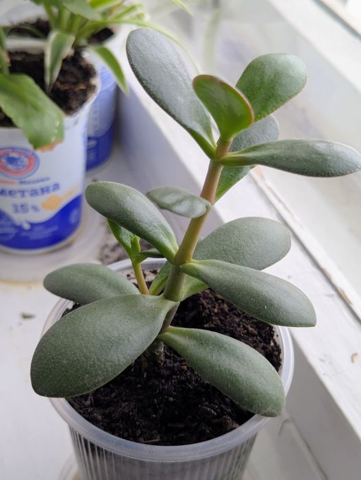 комнатные растения