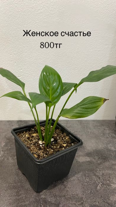 Комнатные растения