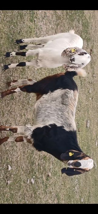 Коза битал пародалы буаз ешкілер сатылады