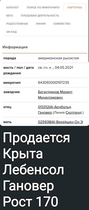 Кобыла бие рост 170 в холке