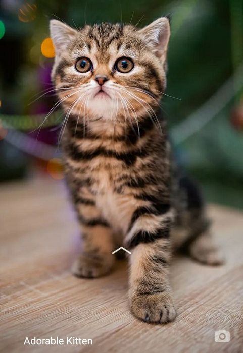 Мысық котёнки  с мамой