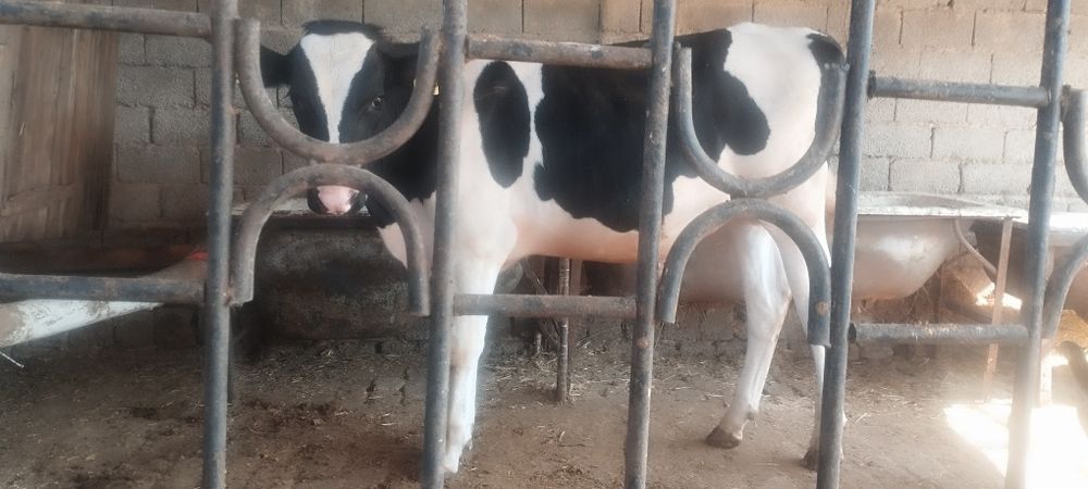 Немис бука 8 ойли буйи 120 срочно сотлади срочно сотлади пул зарил йеб