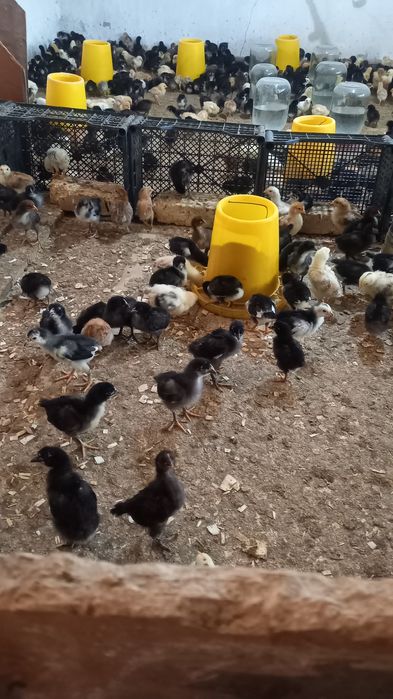 Марксов Саньатбек