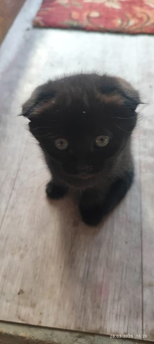 отдам котят в хорошие руки