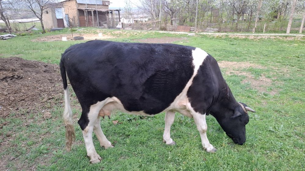 Буаз сиыр сатылады