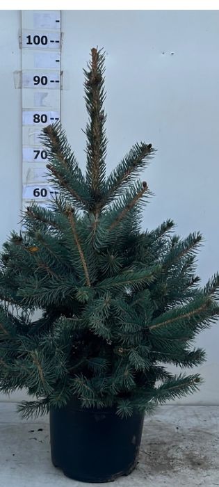 Ёлки ,Пихты Продаём