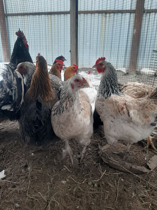 Продам куры домашний