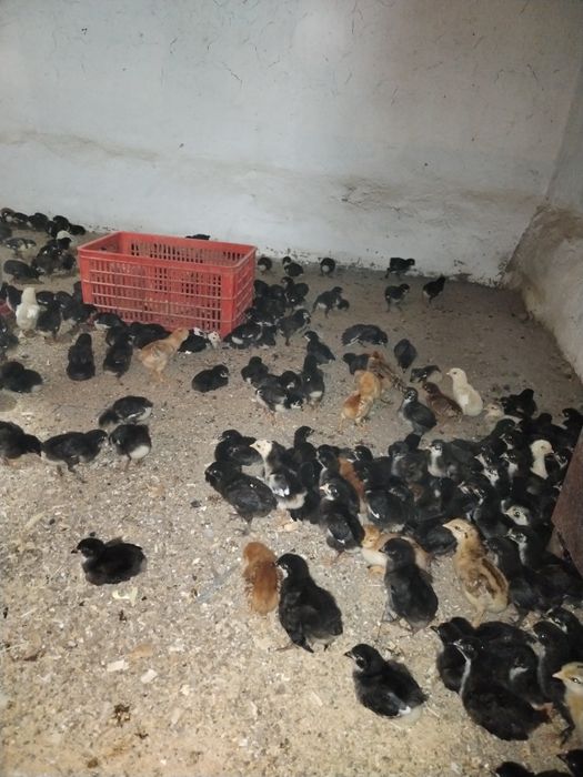 Andijon qora tovuq jojalari