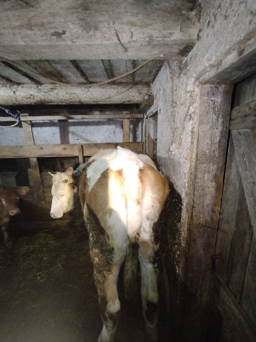 Vând junincă bălțată