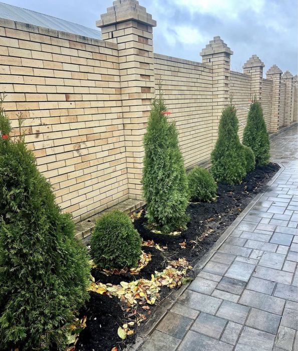 Газон евро ландшафт