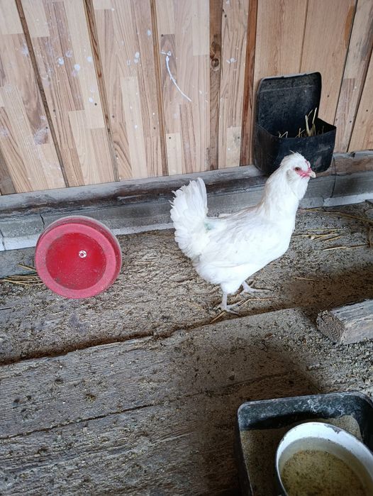 Găini ouătoare Schijndelaar