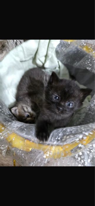 Ищу дом для котеночка !