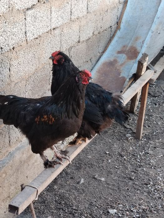 Horozlar sotiladi