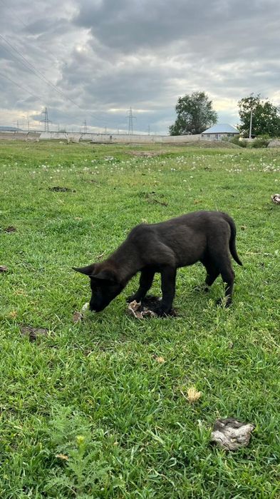 Бельгиски овчарка