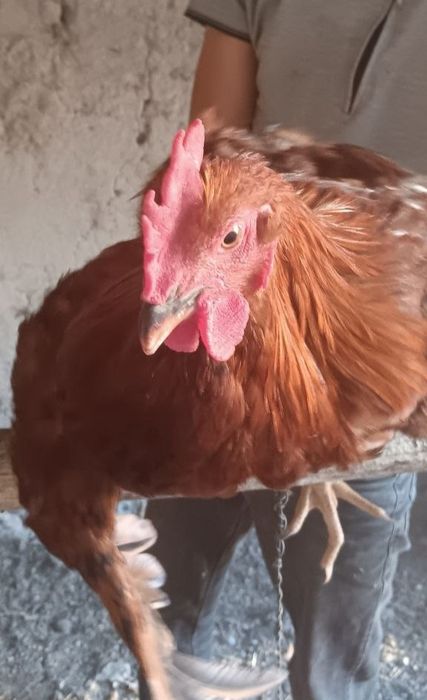 Хурозлар сотилади