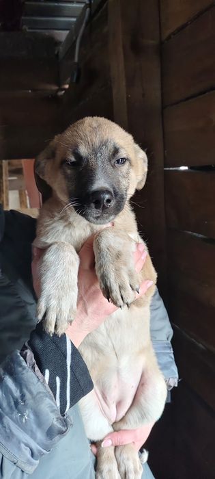 Щенки девчули ждут добрые руки