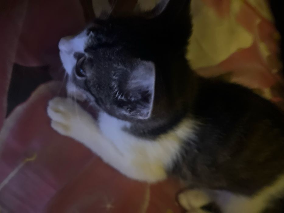 Котенок отдаем бесплатно в добрые руки