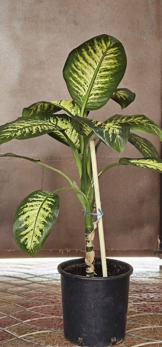 Домашние цветы большие