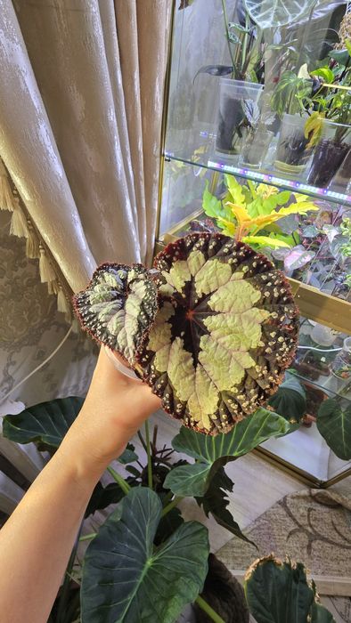 Продаю сортовые бегонии