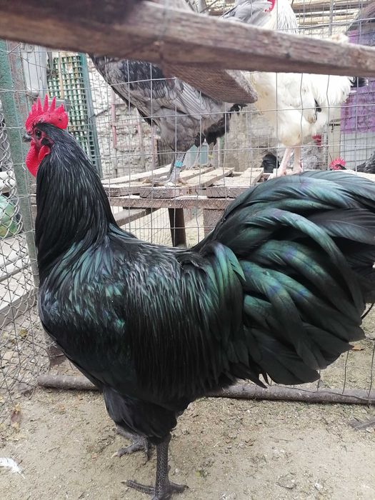 Ouă pentru incubat din rasa austrolop