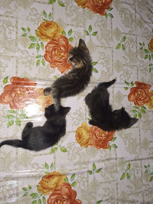 Отдам даром котят