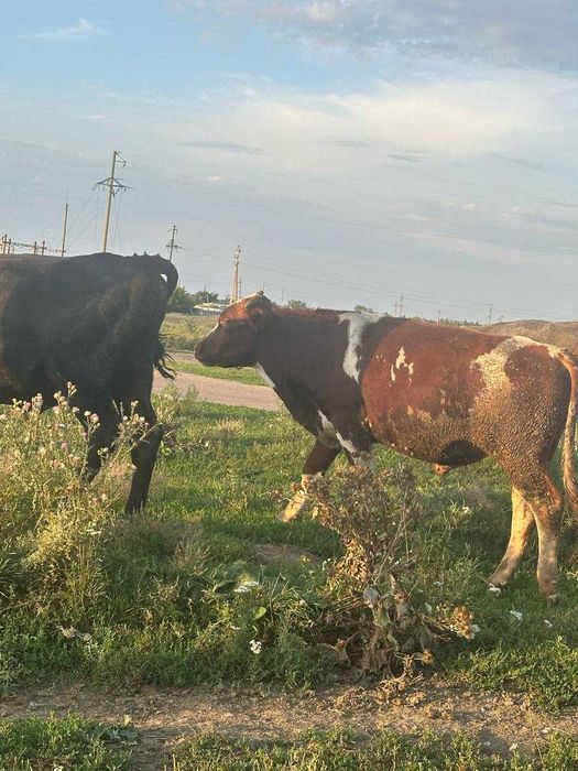 Продам бычков и телочек