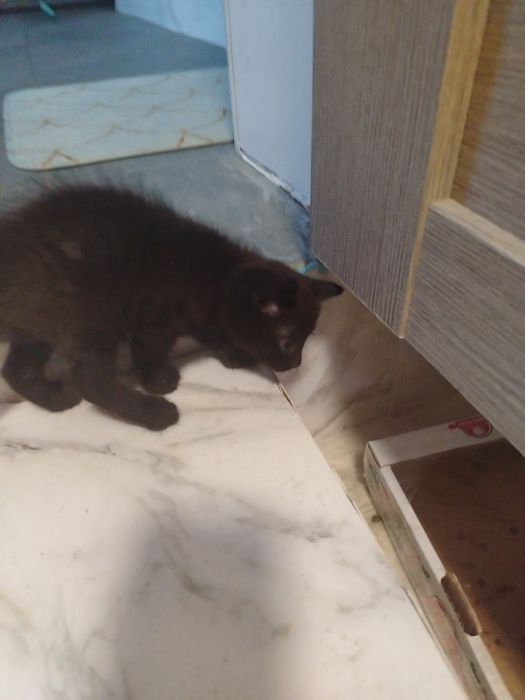 Отдам котенка в добрые руки