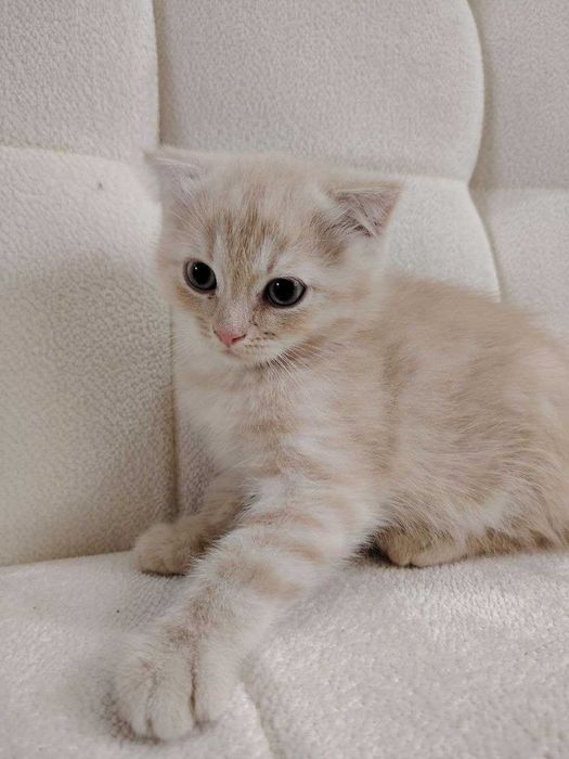 Породистый котенок