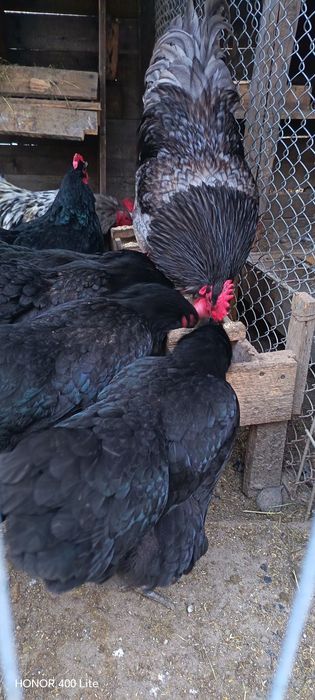 Ouă de australorp