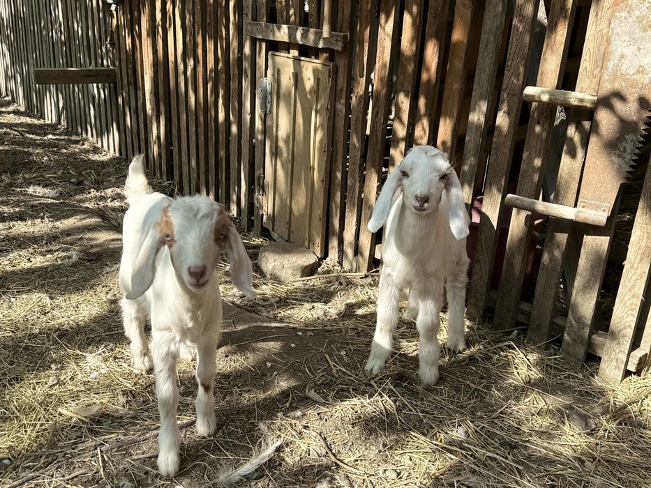 Козлята Битал + Зааненская
